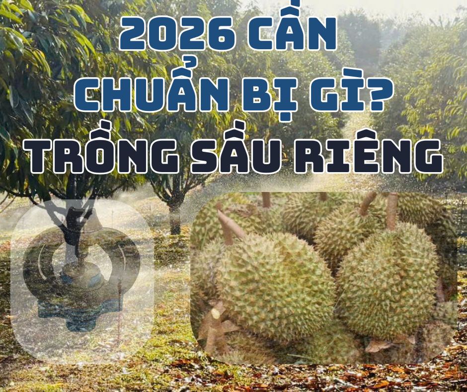 Những Điều Chủ Vườn Sầu Riêng Cần Chuẩn Bị Cho Năm 2026
