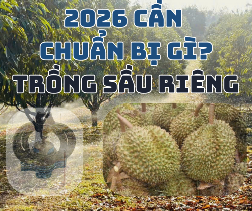 Những Điều Chủ Vườn Sầu Riêng Cần Chuẩn Bị Cho Năm 2026