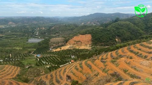 Trồng Sầu Riêng Đồi Dốc Thì Nên Ưu Tiên Gì