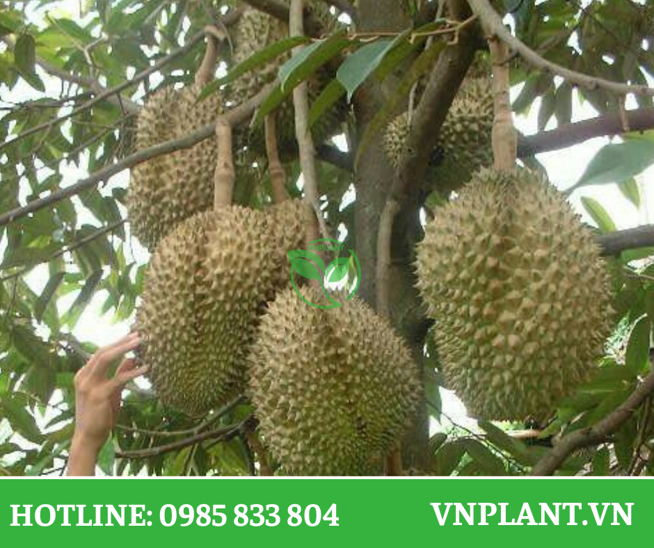 Top 5 Công Nghệ Tưới Tự Động Xu Hướng Năm 2026 Cho Vườn Sầu Riêng