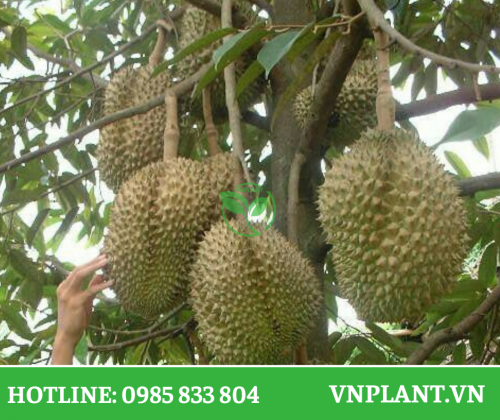 Top 5 Công Nghệ Tưới Tự Động Xu Hướng Năm 2026 Cho Vườn Sầu Riêng