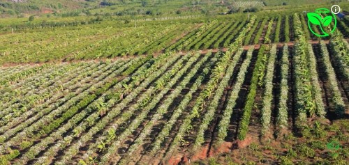 Tự Lắp Hệ Thống Tưới Tiết Kiệm 50% Chi Phí