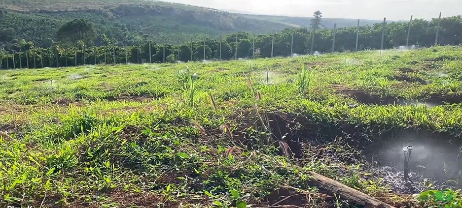 tuoi-ca-phe-mua-kho-2026-tiet-kiem-voi-bec-vp39