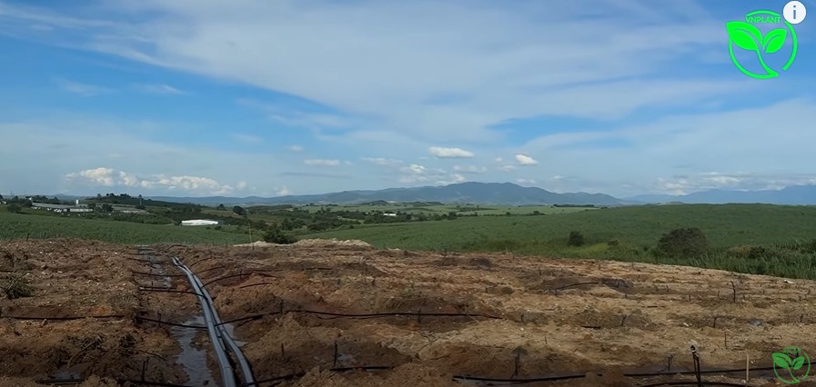 Vận Hành Hệ Thống Tưới Cho Vườn Trồng 15000 Cây Tại Đăk Lăk