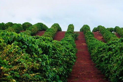 Người Nông Dân Tây Nguyên Có Nên Đầu Tư Béc Tưới VP39