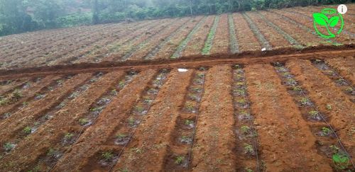 Trồng Cà Phê Tưới Hiệu Quả Thì Nên Dùng Béc Tưới Nào
