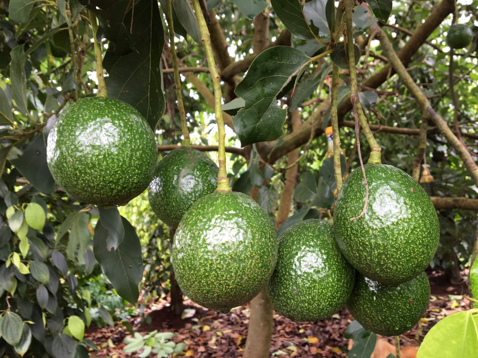 Béc Tưới VP8 Có Tăng Năng Suất Cây Bơ Không?