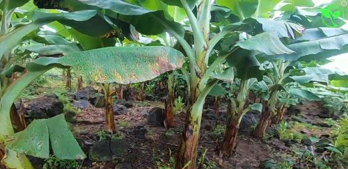 Kết Hợp Tưới Và Bón Phân Hệ Thống Tưới VNPLANT Giúp Chuối Hấp Thu Dinh Dưỡng Hoàn Hảo!