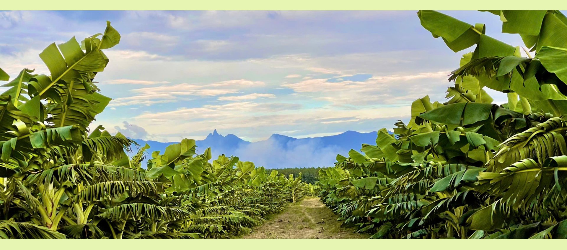 Cách Tưới Để Cây Chuối Phát Triển Vượt Trội