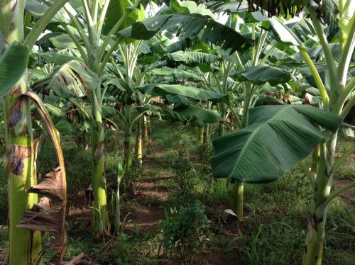 Tăng Năng Suất Béc Bằng Tưới Phun Xa Tưới Vườn Chuối 