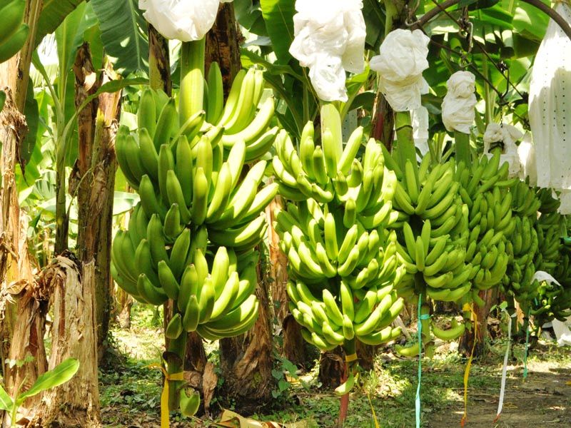 Hệ Thống Tưới Tự Động Cho Chuối Phát Triển Tối Đa