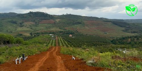 Chậm Trễ Lắp Đặt Hệ Thống Tưới Ảnh Hưởng Cây Mới Trồng Vì Thiếu Nước