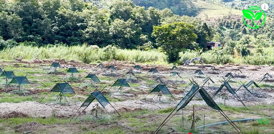 Hệ Thống Tưới Sầu Riêng cho 210 cây Sử Dụng Béc VP8