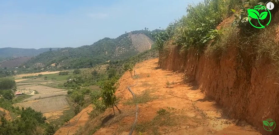Thiết Kế Hợp Lý Hệ Thống Tưới Sầu Riêng Đồi Dốc