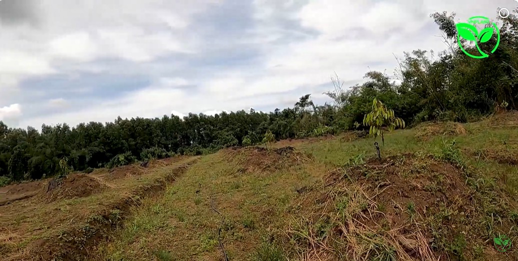 Lắp Đặt Hệ Thống Tưới Cho Sầu Riêng Tại ĐỒNG NAI