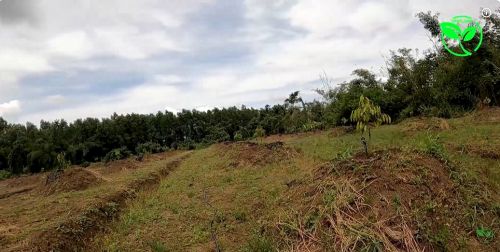 Lắp Đặt Hệ Thống Tưới Cho Sầu Riêng Tại ĐỒNG NAI