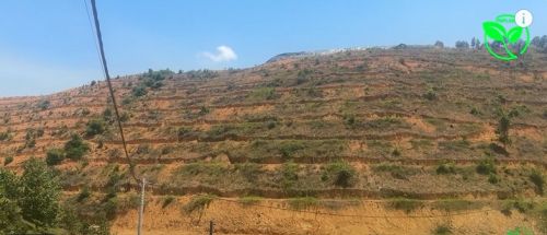 Vườn Sầu Riêng 2ha Đắk Lắk Trước Và Sau Khi Lắp Hệ Thống Tưới VNPLANT
