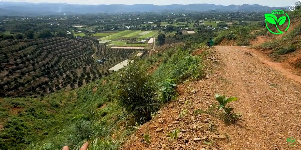 Bí Quyết Cây Sầu Riêng Lớn Nhanh Vượt Trội Chỉ Sau 1 Năm