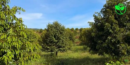 Tiết Kiệm Điện Nhân Công Cho 600 Gốc Bằng Hệ Thống Tưới Tự Chảy