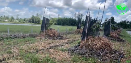 Lắp Đặt Hệ Thống Tưới Sầu Riêng Tại Hậu Giang Béc VP10V2 