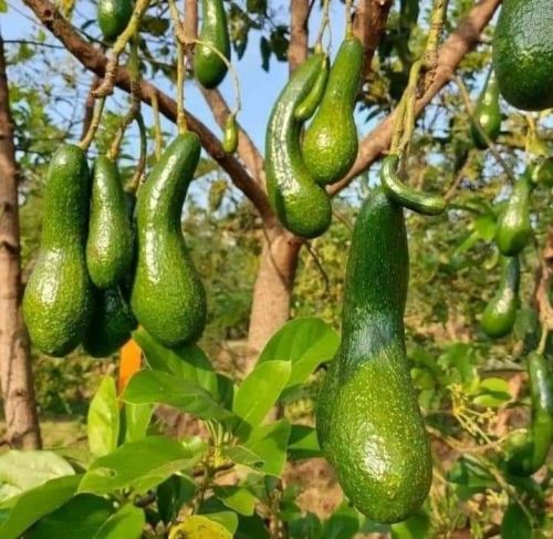 Công Nghệ Béc Tưới VP8 Dành Cho Vườn Bơ