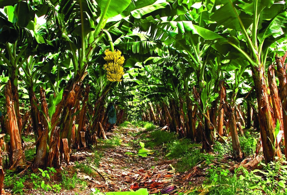 Tưới Nước Tự Động Hiệu Quả Gấp Đôi Cho Vườn Chuối