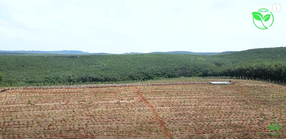 Hướng Dẫn Chọn Béc VP39 Phù Hợp Cho Cây Chuối