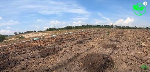 Thiết Kế Hệ Thống Tưới Hiệu Quả Cho 12000 Gốc Cà Phê 