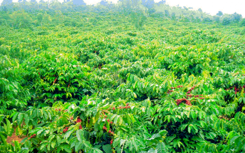 Vì Sao Nên Đầu Tư Béc Tưới Cà Phê VP39 Cho Vườn Tây Nguyên