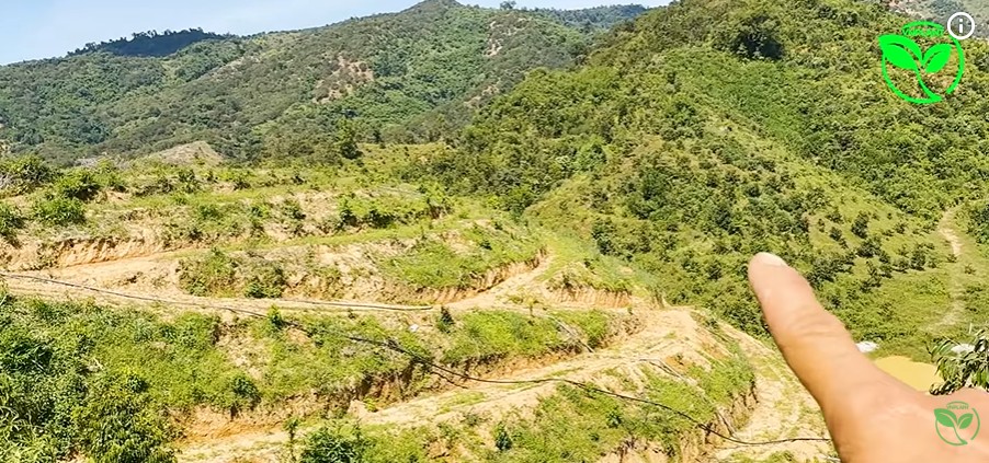 Làm Thế Nào Để Tưới Sầu Riêng Trên Đồi Dốc