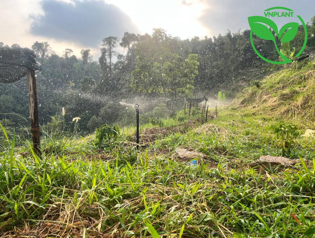 Tưới Cà Phê Bằng Béc Tưới Mưa Bù Áp - Hiện Đại Hóa Nông Nghiệp 