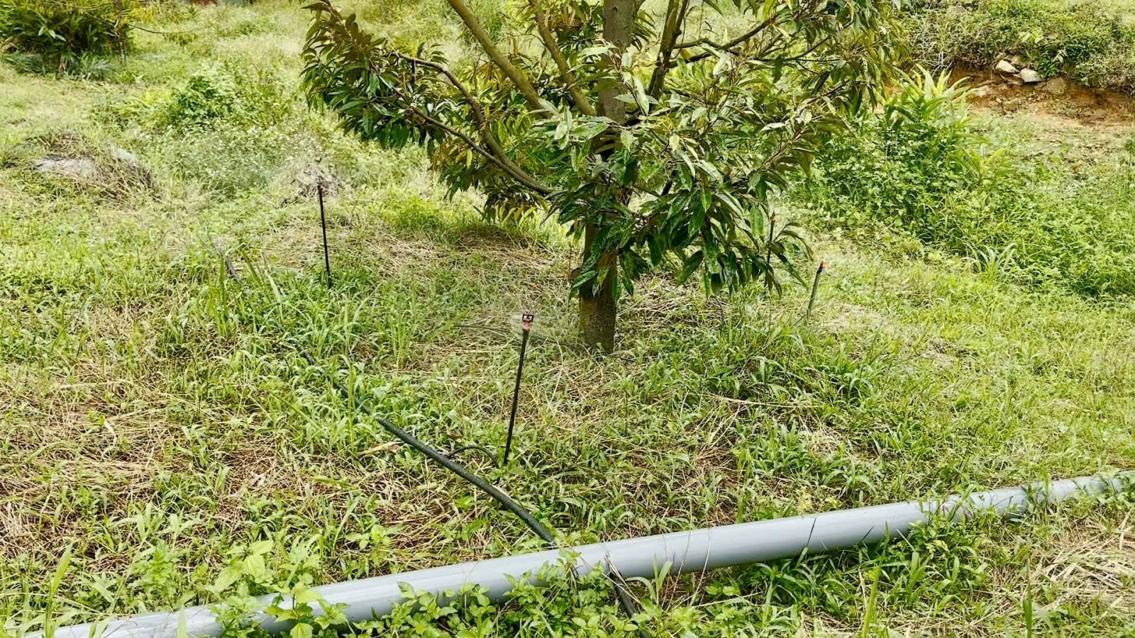 BÉC TƯỚI VP8 DUOC LAP DAT