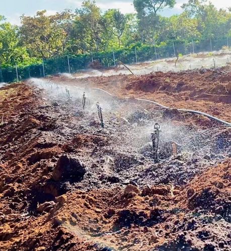 Béc Tưới Cà Phê Tự Động Lợi Nhuận Bền Vững Tây Nguyên.