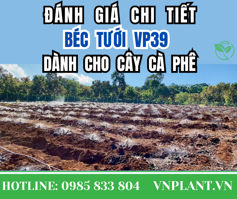 Đánh Giá Chi Tiết Béc Tưới VP39 Dành Cho Cây Cà Phê
