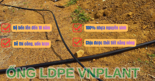 Tại Sao Không Nên Dùng Ống Nhựa Tái Chế Cho Vườn Sầu Riêng Trồng Lâu Năm